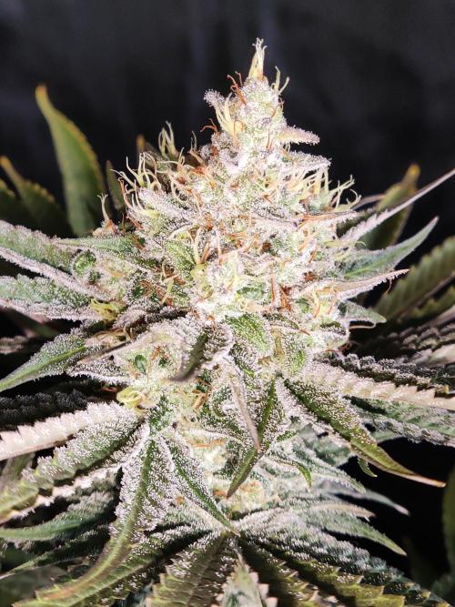 White Widow  X  The Ultimate. Week 15