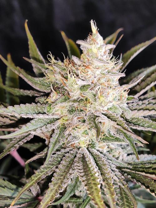 White Widow  X  The Ultimate. Week 15