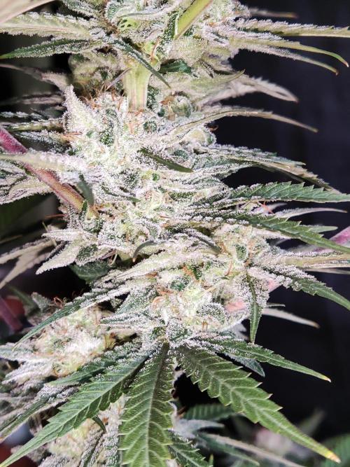 White Widow  X  The Ultimate. Week 15