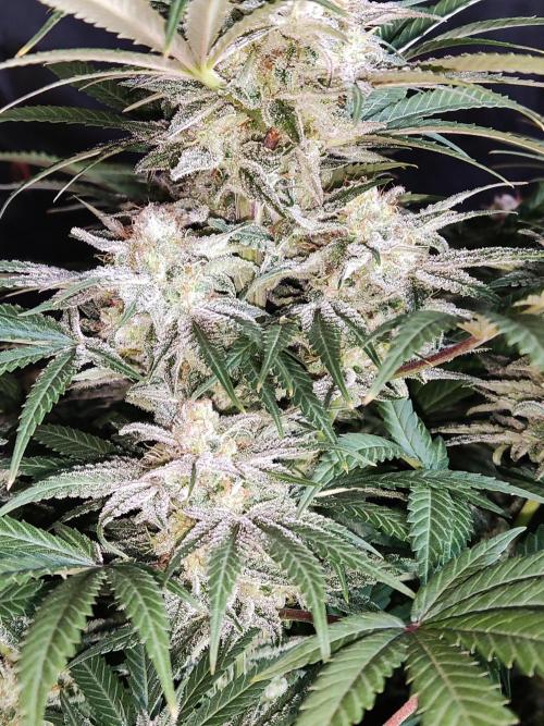 White Widow  X  The Ultimate. Week 15