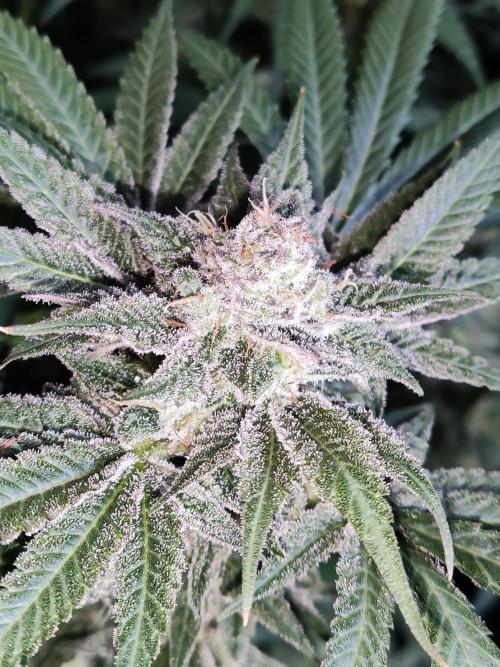 White Widow  X  The Ultimate. Week 15