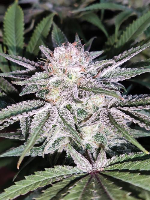 White Widow  X  The Ultimate. Week 15