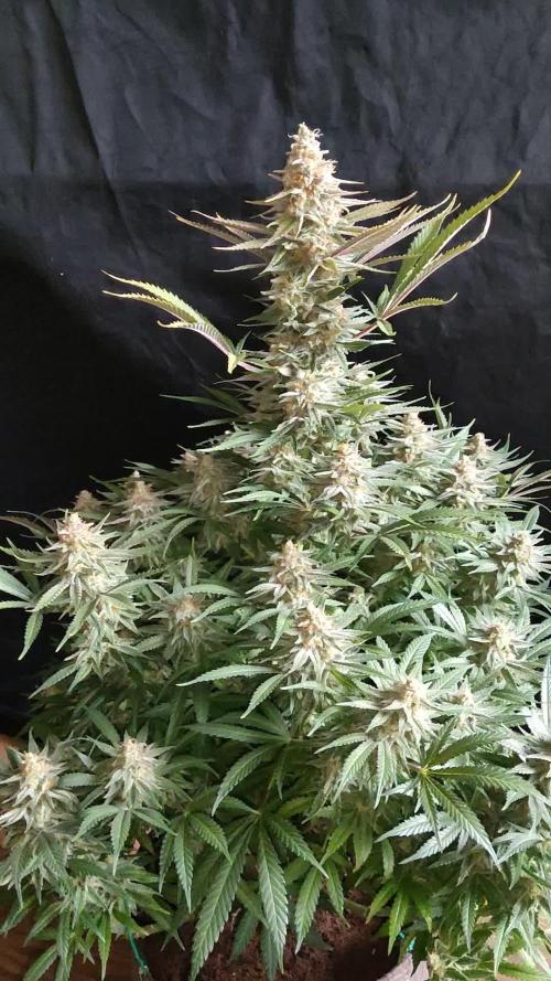 Sugar Black Rose