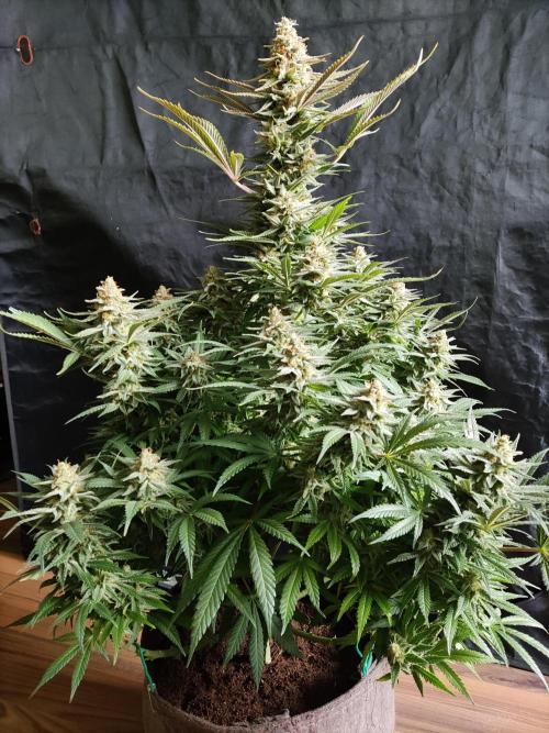 Sugar Black Rose. Week 15