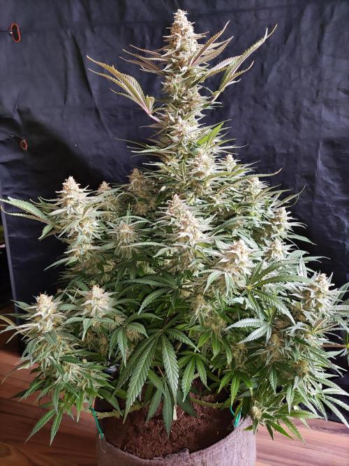 Sugar Black Rose. Week 15