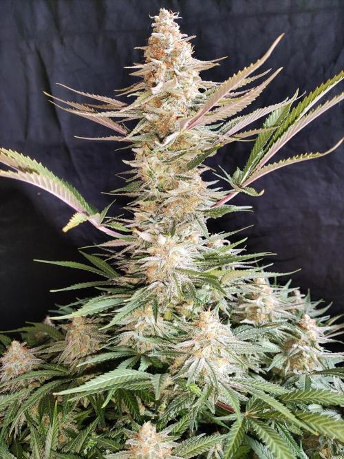 Sugar Black Rose. Week 15