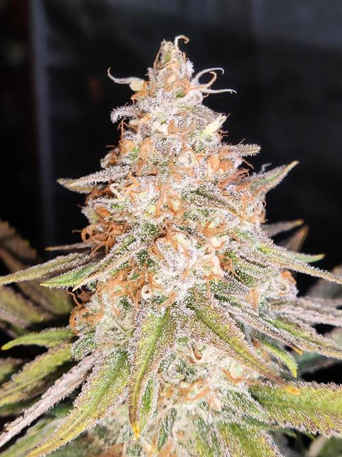 Sugar Black Rose. Week 15