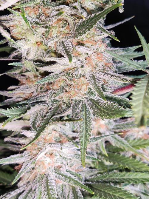 Sugar Black Rose. Week 15