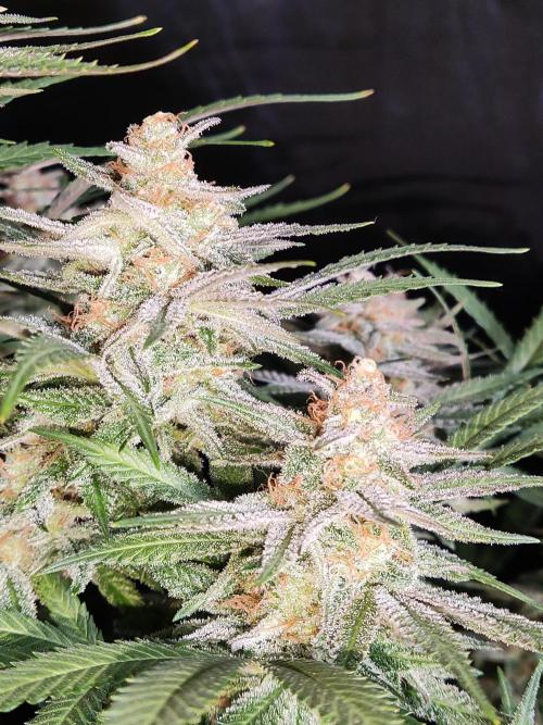 Sugar Black Rose. Week 15