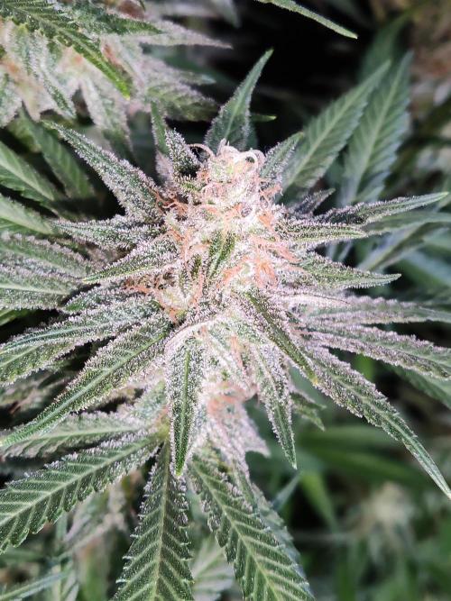 Sugar Black Rose. Week 15