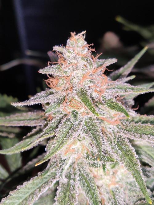 Sugar Black Rose. Week 15