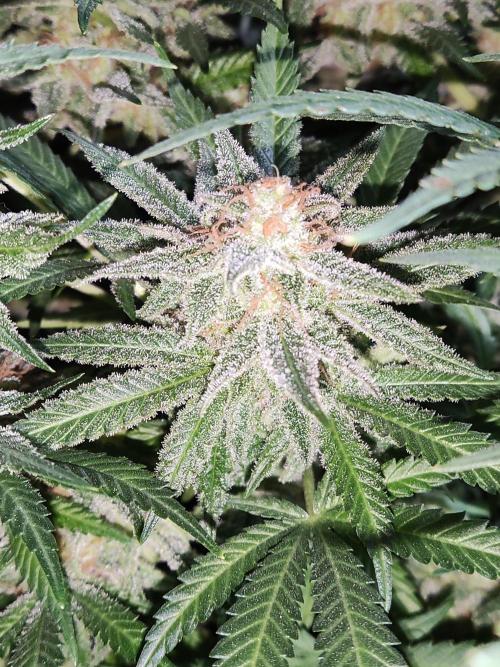 Sugar Black Rose. Week 15