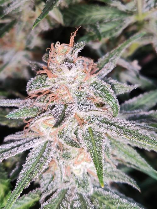 Sugar Black Rose. Week 15