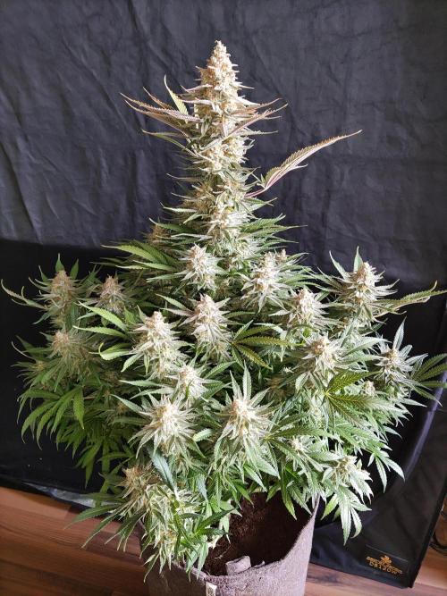 Sugar Black Rose. Week 16 - Blüte und Erntetag 63