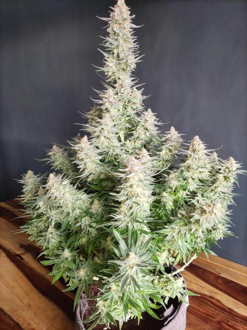 Sugar Black Rose. Week 16