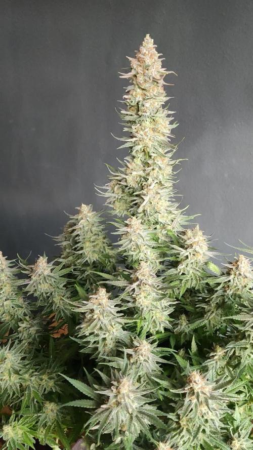 Sugar Black Rose