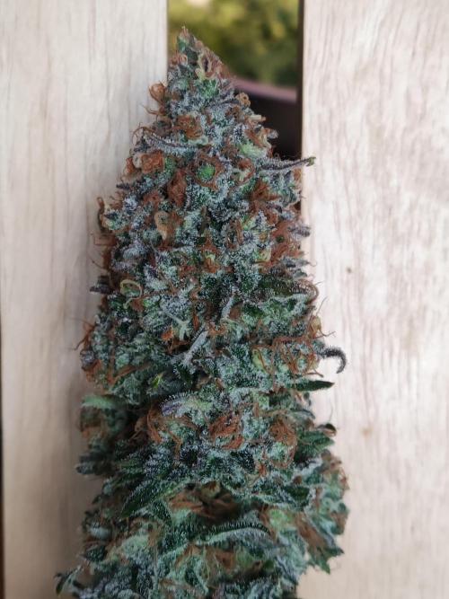 Sugar Black Rose. Week 16