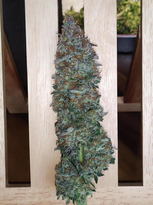 Sugar Black Rose. Week 16