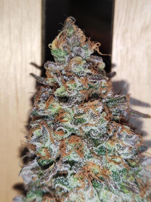 Sugar Black Rose. Week 16