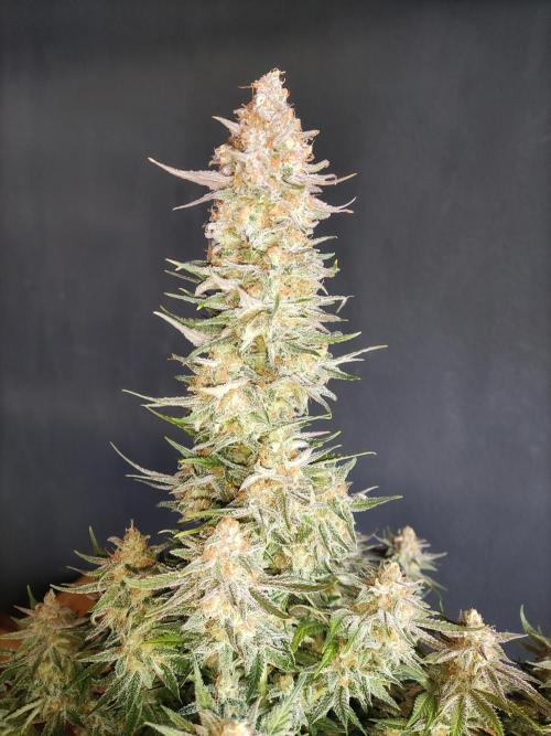 Sugar Black Rose. Week 16