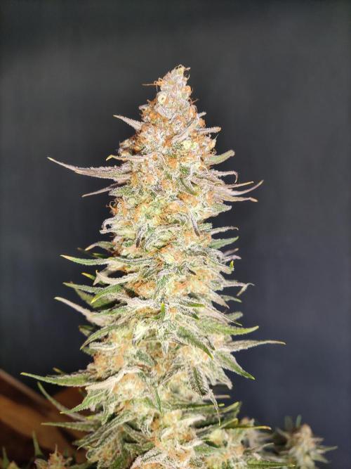 Sugar Black Rose. Week 16