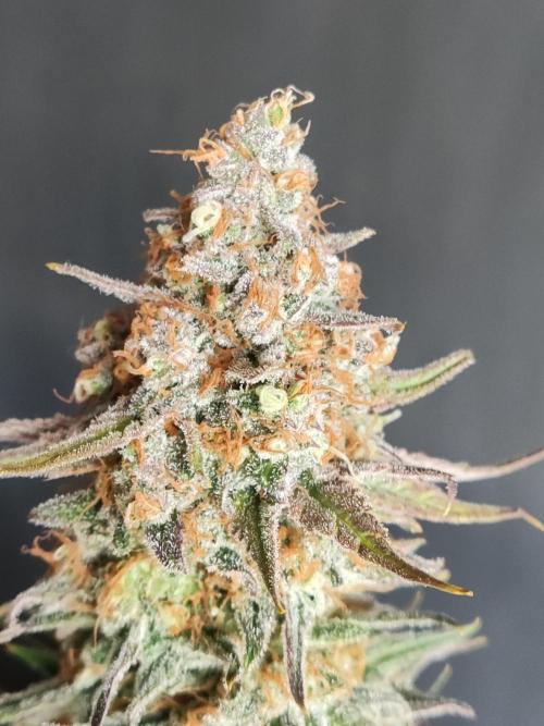 Sugar Black Rose. Week 16