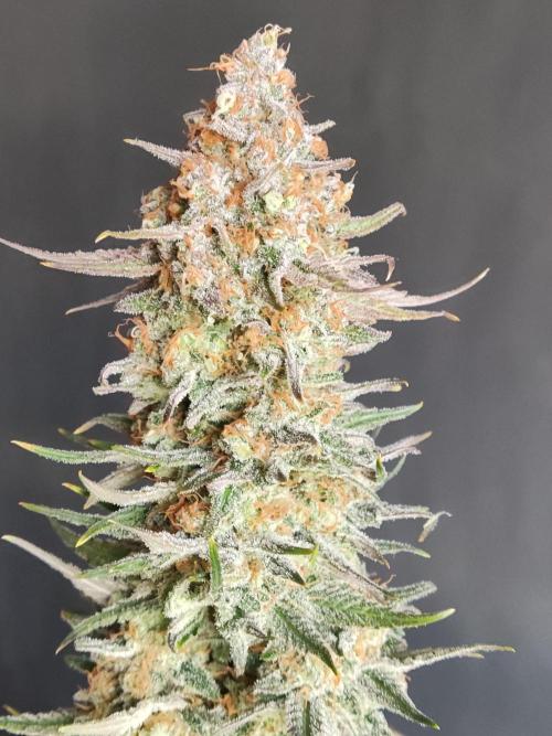 Sugar Black Rose. Week 16