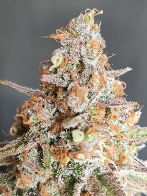 Sugar Black Rose. Week 16