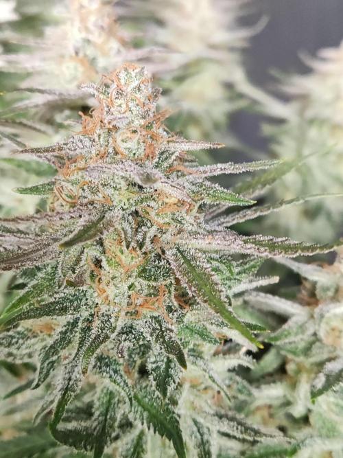 Sugar Black Rose. Week 16