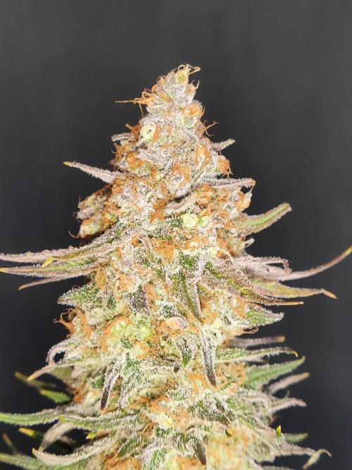 Sugar Black Rose. Week 16