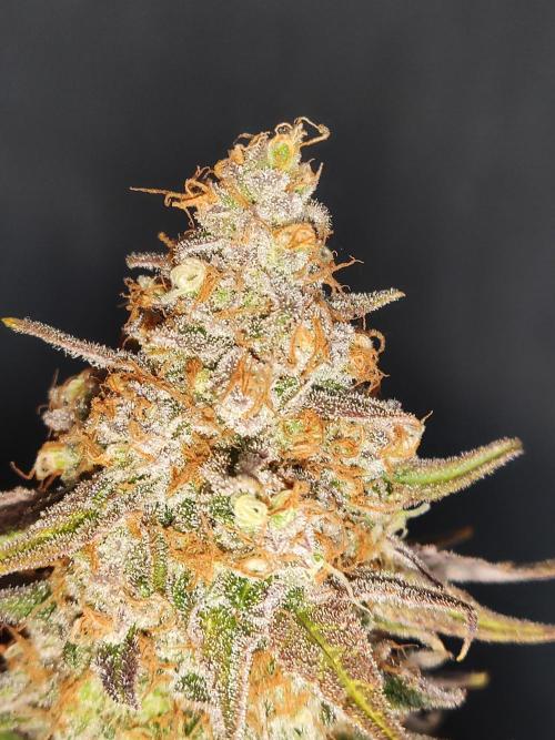 Sugar Black Rose. Week 16