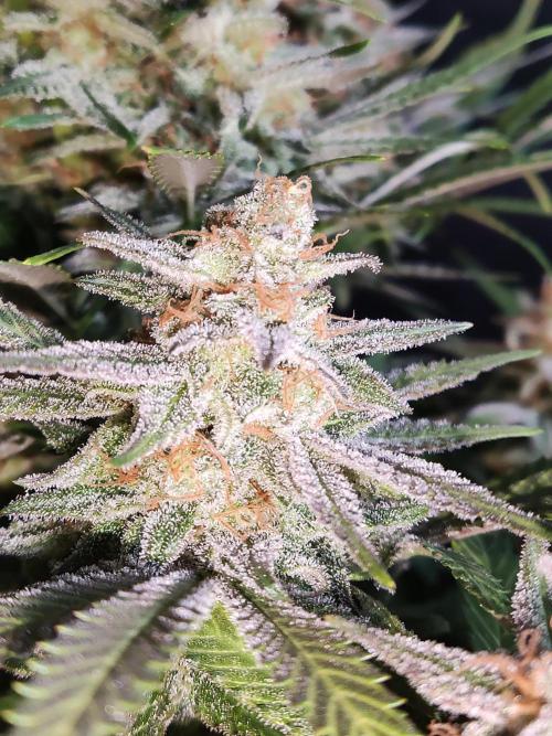 Sugar Black Rose. Week 16