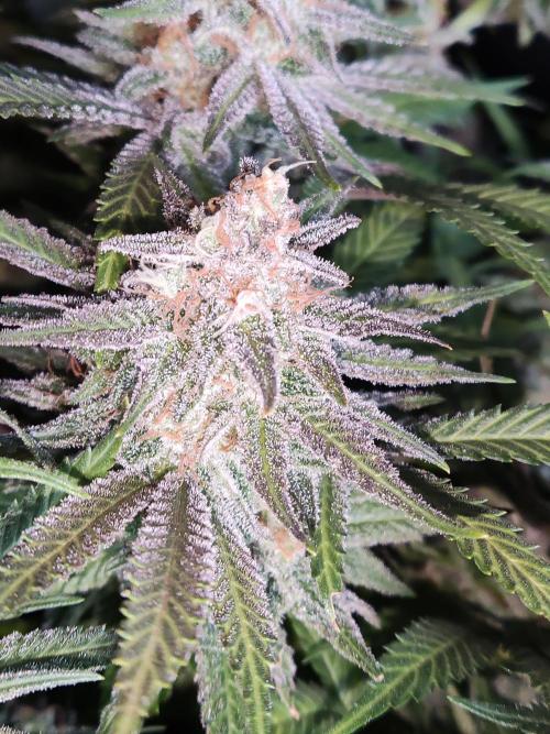 Sugar Black Rose. Week 16