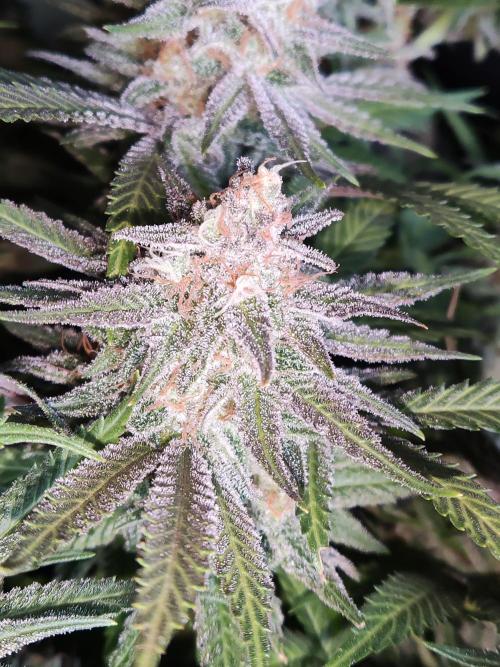 Sugar Black Rose. Week 16