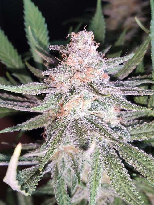 Sugar Black Rose. Week 16