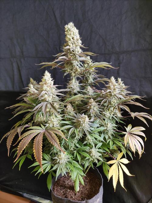 Brain Damage. Week 16 - Blüte Tag 63