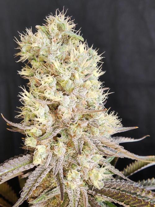 Brain Damage. Week 16