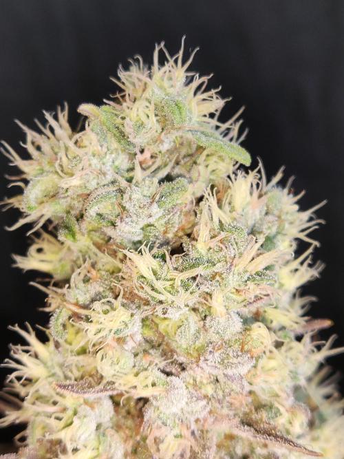 Brain Damage. Week 16