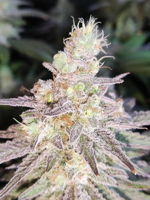 Brain Damage. Week 16