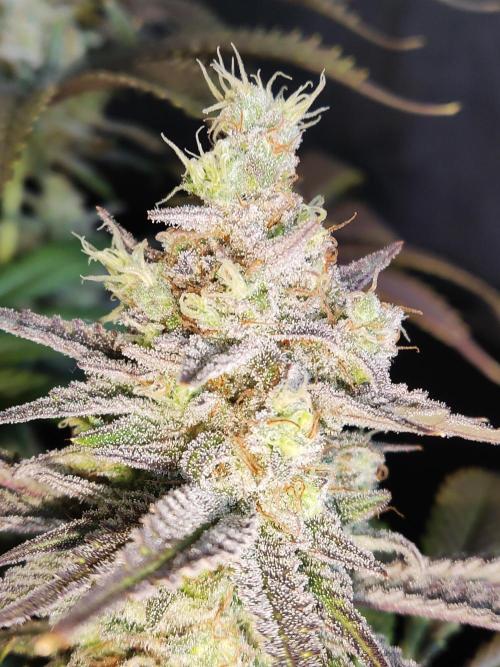 Brain Damage. Week 16