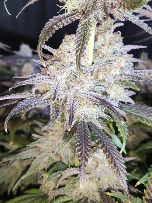 Brain Damage. Week 16