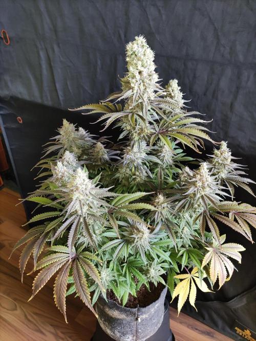 Brain Damage. Week 16