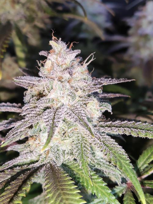 Brain Damage. Week 16