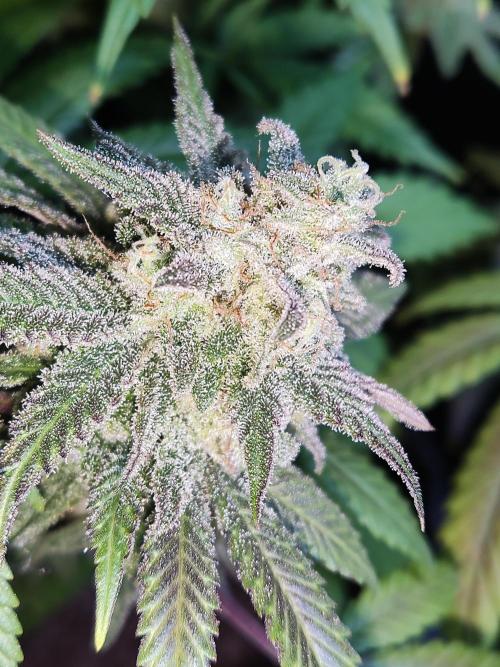 Brain Damage. Week 16