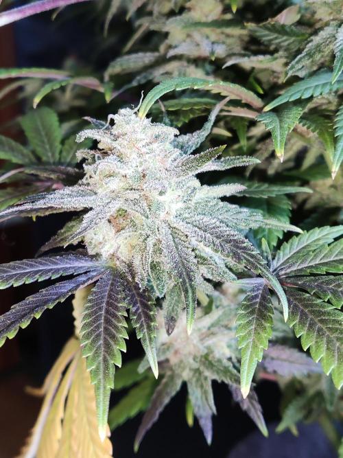 Brain Damage. Week 16