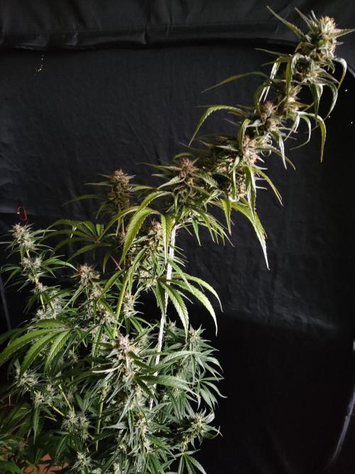 Strawberry Cough. Week 12 - Blüte Tag 63