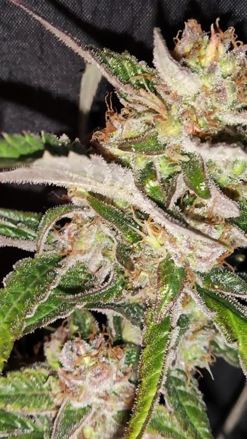 Strawberry Cough