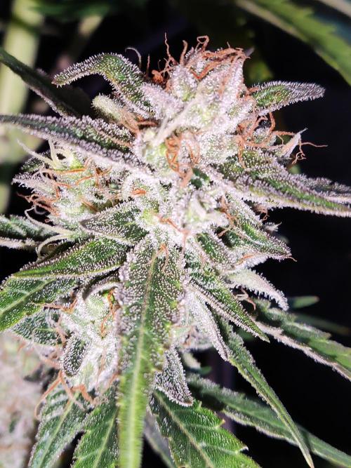 Strawberry Cough. Week 12