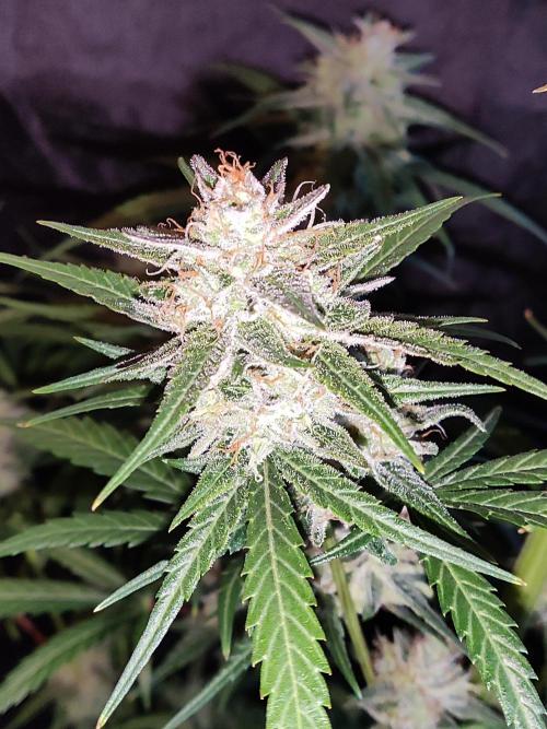 Strawberry Cough. Week 12