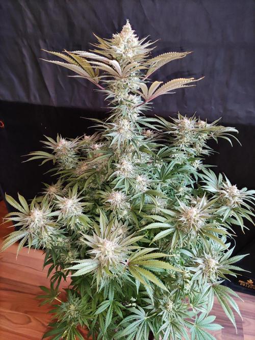 White Widow  X  The Ultimate. Week 16 - Blüte Tag 63